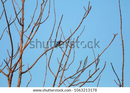 Similar – Image, Stock Photo Ice Bird Crow Tree Winter