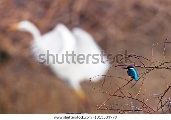 kingfisher swan animal\
birds