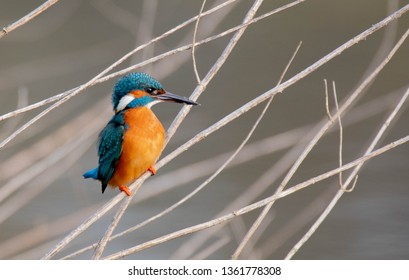 Kingfisher UK Stour