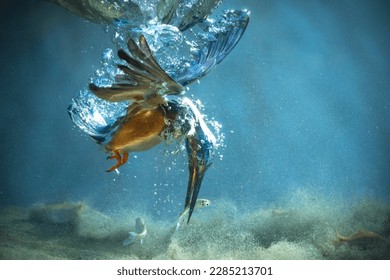 The Kingfisher underwater eating fish