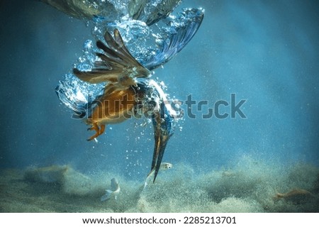 The Kingfisher underwater eating fish