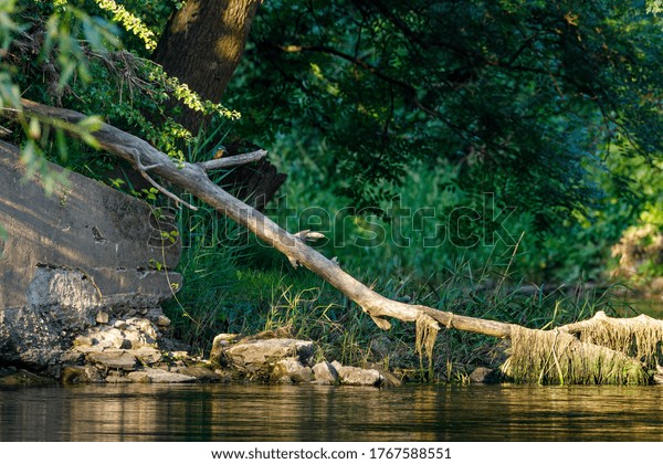 kingfisher at\
the werra river landscape in\
Germany\
