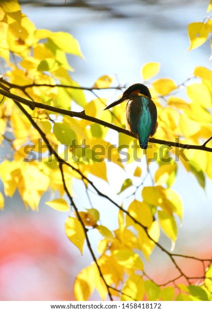 It is a kingfisher which stops in the branch of\
the yellow leaf.\
