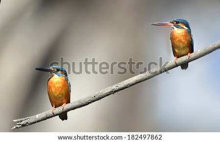 Similar – Kingfisher couple on a branch