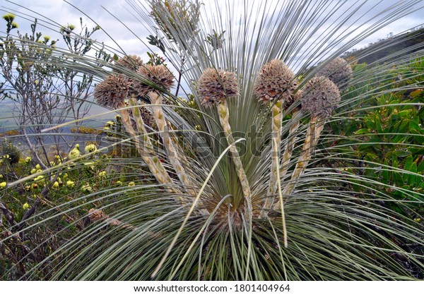 花にオーストラリアのキンギアの植物 この植物は非常にゆっくりと育ち 数百年間生きられる の写真素材 今すぐ編集