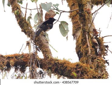 King-of-Saxony Bird-of-Paradise (Pteridophora Alberti) Male In Tari Gap, Papua New Guinea