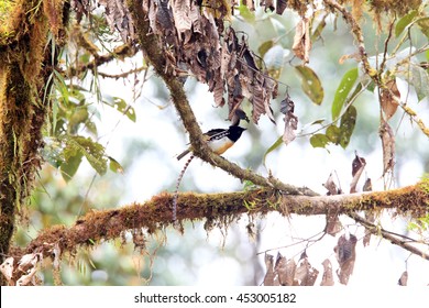 King-of-Saxony Bird-of-Paradise (Pteridophora Alberti) Male In Papua New Guinea