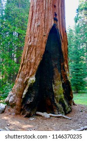 Kings Canyon General Grant Tree California 