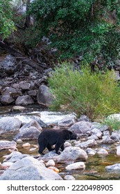 Kings Canyon National Park, California. USA - August 31, 2022: A wild black bear at Roaring River - Shutterstock ID 2220498905