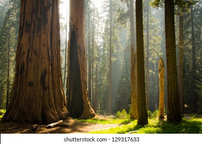 Kings Canyon & Sequoia National Park