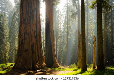 Kings Canyon & Sequoia National Park