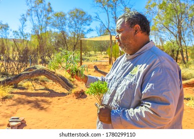 Kings Creek, Australia - Aug 21, 2019: Australian Aboriginal Native Man Shows The Bush Plants Used During The Traditional Smoking Ceremony Of Local Indigenous.