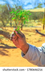 Kings Creek, Australia - Aug 21, 2019: Australian Aboriginal Hand With The Bush Plant Sample Used During The Traditional Smoking Ceremony Of Local Indigenous.