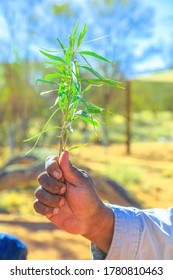 Kings Creek, Australia - Aug 21, 2019: Australian Aboriginal Native Man Shows In His Hand The Bush Plants Used During The Traditional Smoking Ceremony Of Local Indigenous.