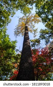 Kings Mountain National Military Park