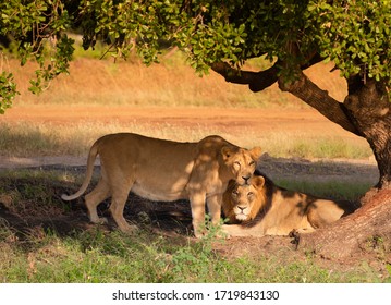 King's own world 
Asiatic lion and lioness in Gir National Park, Gujarat.