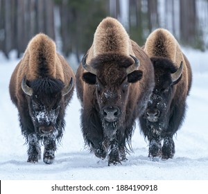 Kings of the Road - Three Bison bulls claim right-of -way down the road and no one is going to argue. Yellowstone National park.  - Shutterstock ID 1884190918