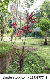 Kingstown The St Vincent And The Grenadines: The Botanical Gardens Is Located In Kingstown City  On December 7, 2017