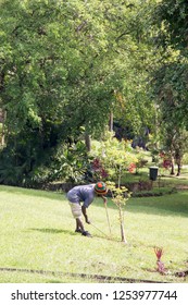 Kingstown The St Vincent And The Grenadines: The Botanical Gardens Is Located In Kingstown City  On December 7, 2017