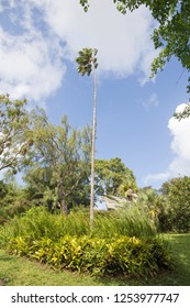 Kingstown The St Vincent And The Grenadines: The Botanical Gardens Is Located In Kingstown City  On December 7, 2017