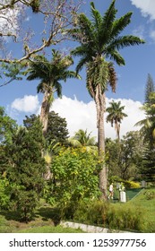 Kingstown The St Vincent And The Grenadines: The Botanical Gardens Is Located In Kingstown City  On December 7, 2017