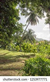 Kingstown The St Vincent And The Grenadines: The Botanical Gardens Is Located In Kingstown City  On December 7, 2017