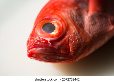 Kinmedai, Japanese Fresh Whole Red Snapper