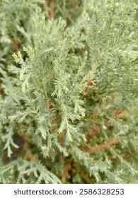 The kinoki pine is a small, dwarf pine tree that grows sideways. Its leaves are similar to the ande-ande moss plant. Kinoki pine is often used as a hedge or garden border plant.