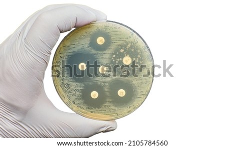 kirby bauer method. Antibiotic Sensitivity Test. Methods in Detecting Antimicrobial Resistance using petri dish. multidrug resistance