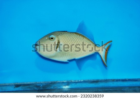 Kiribati Crosshatch Triggerfish - Xanthichthys greenei