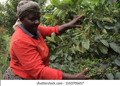 Kirinyaga County/Kenya-11/7/2019 A woman coffee farmer supervising her  coffee cherries on her farm.