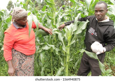 Kirinyaga County/Kenya-11/7/2019 A Woman Farmer Supervising Her  Maize With An Extension Officer.