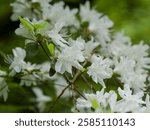 Kirishima azalea or japanese azalea (Rhododendron obtusum) with abondante brillant white inflorescence and bluish green foliage on sinuous blackish stems