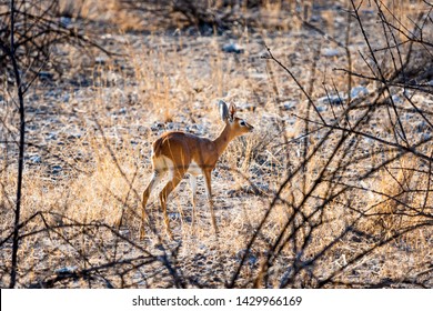 Kirk Dikdik Madoqua Kirkii Smallest Antelope Stock Photo 1429966169