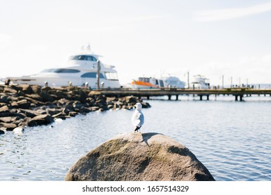 Kirkland, Washington, USA. February 2020. The waterfront of lake Washington in clear weather. A Seagull sits on a rock against the background of moored yachts.