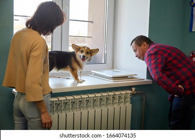 Kirov, Russia - September 13, 2019: Professional Vet Doctor Examines A Small Adult Dog With Her Female Owner. Caucasian Fat Plump Male Vet Works In A Veterinary Clinic With Patient