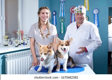 Kirov, Russia - September 13, 2019: Professional Vet Doctor Examines A Small Adult Dog. Caucasian Fat Plump Male Vet Works In A Veterinary Clinic With Female Nurse