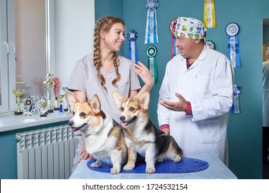 Kirov, Russia - September 13, 2019: Professional Vet Doctor Examines A Small Adult Dog. Caucasian Fat Plump Male Vet Works In A Veterinary Clinic With Female Nurse
