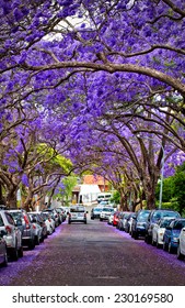 KIRRIBILLI,AUSTRALIA - NOVEMBER 13, 2014: A suburban street is transformed by Jacaranda trees in full bloom.