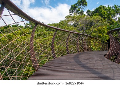 Kirstenbosch Boomslang Walkway In Cape Town