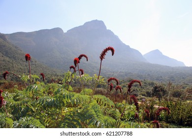 Kirstenbosch Botanical Gardens Scene