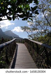 Kirstenbosch Garden Tree Canopy Walkway Cape Town