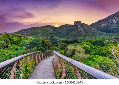 Kirstenbosch Tree Canopy Walkway, Mountains And Dramatic Sky