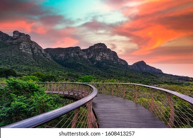 Kirstenbosch Tree Canopy Walkway, Mountains And Dramatic Sky