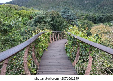 Kirstenbosch Tree Canopy Walkway - South Africa