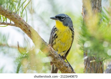 A kirtland's warbler perches in a jack pine, an endangered species that is losing habit due to overdevelopment and deforestation in north central Michigan. 