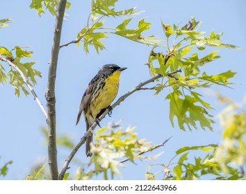 A Kirtlands Warbler Sits In The Tree Top Singing For A Mate