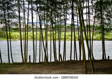 The Kiso River From A Bamboo Forest.