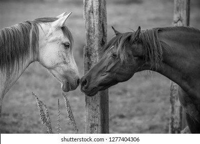 A kiss between a mare and a Spanish Purebred horse