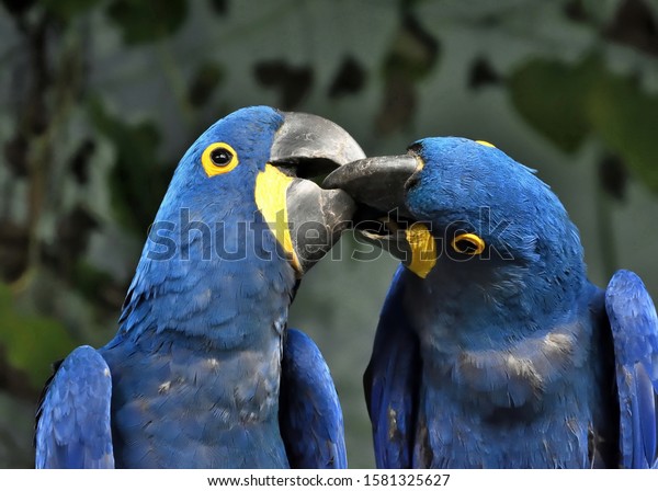 Kiss of the Hyacinth macaws (Anodorhynchus hyacinthinus).